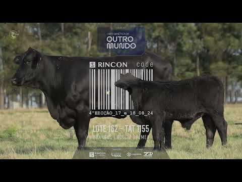 LOTE 162   TAT 1155 Brangus