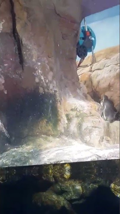 Barselona, akvarijum - YouTube
