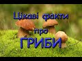 Цікаві факти про гриби. Гриби — хижаки. Гриб що вміє ходити.