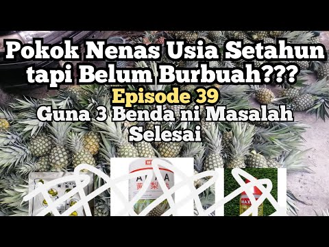 Video: Menuai Pokok Teh - Petua Cara Menuai Camellia Sinensis