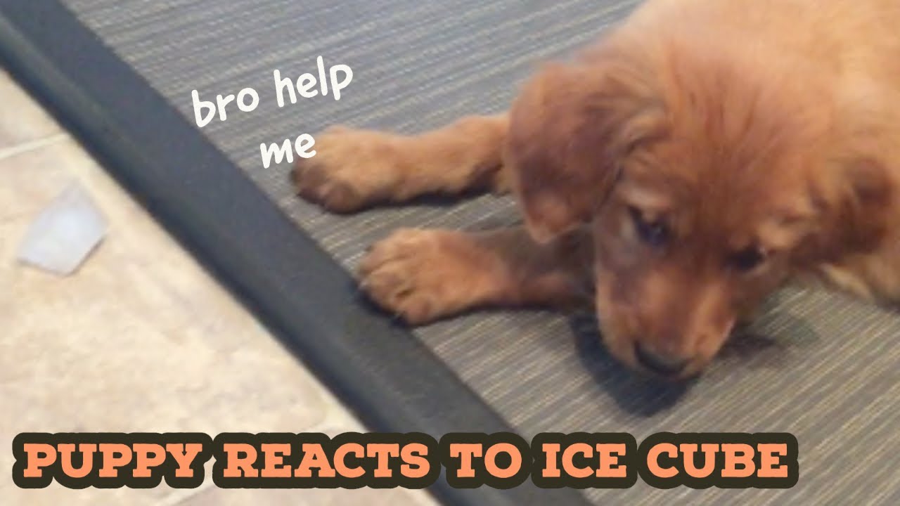 puppy's reaction to ice cube.. YouTube