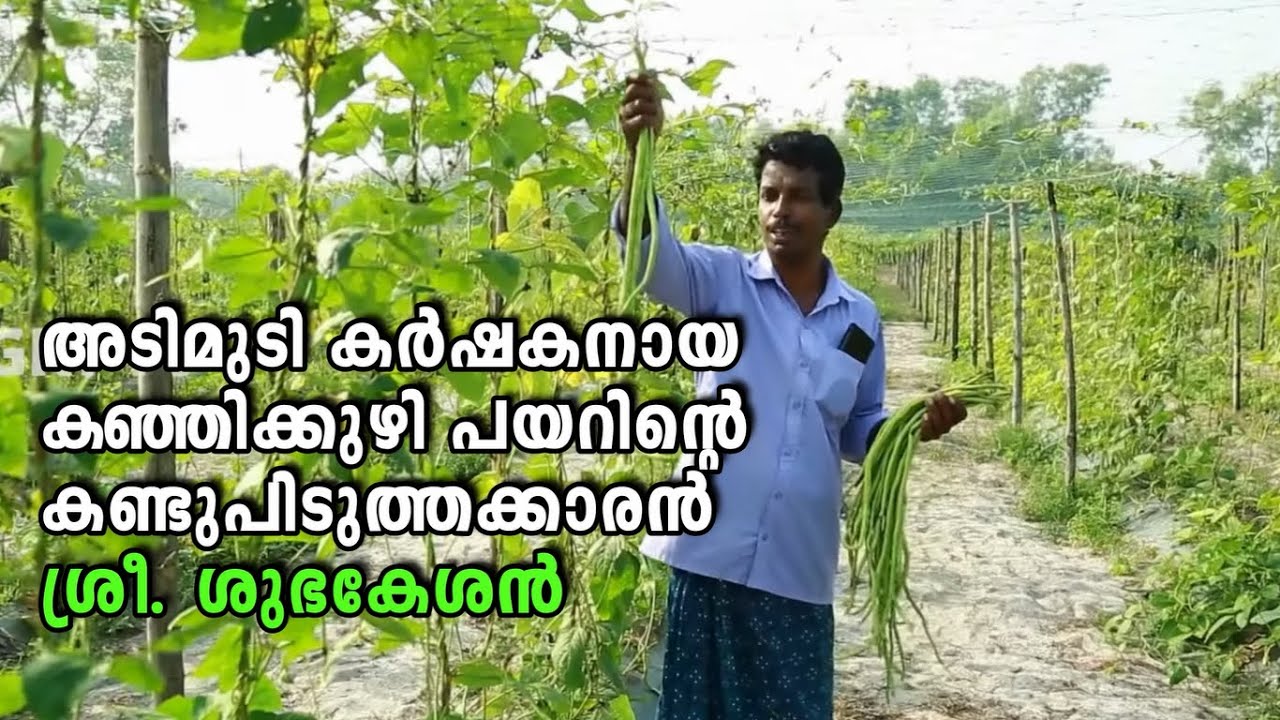അടിമുടി കർഷകനായ കഞ്ഞിക്കുഴി പയറിന്റെ കണ്ടുപിടുത്തക്കാരന്‍ ശ്രീ. ശുഭകേശൻ