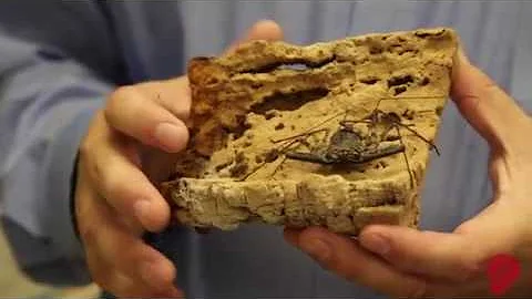 Working St. Louis - Work with bugs, become an Ento...
