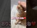 お留守番してた猫はママが帰るとこうなります【保護猫】