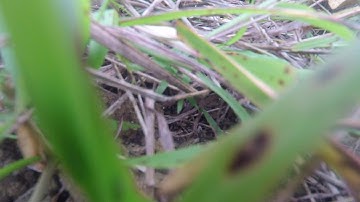 TBS Caipirinha 2 first flight