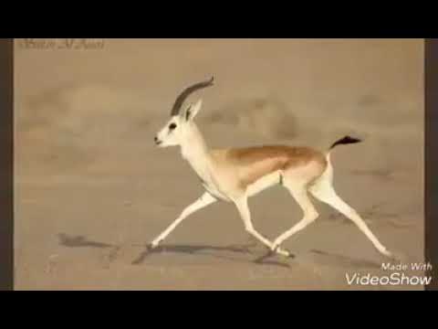سيري سيري يا غزالة للنبي راعي الرسالة المداح ميسر الإحيالي