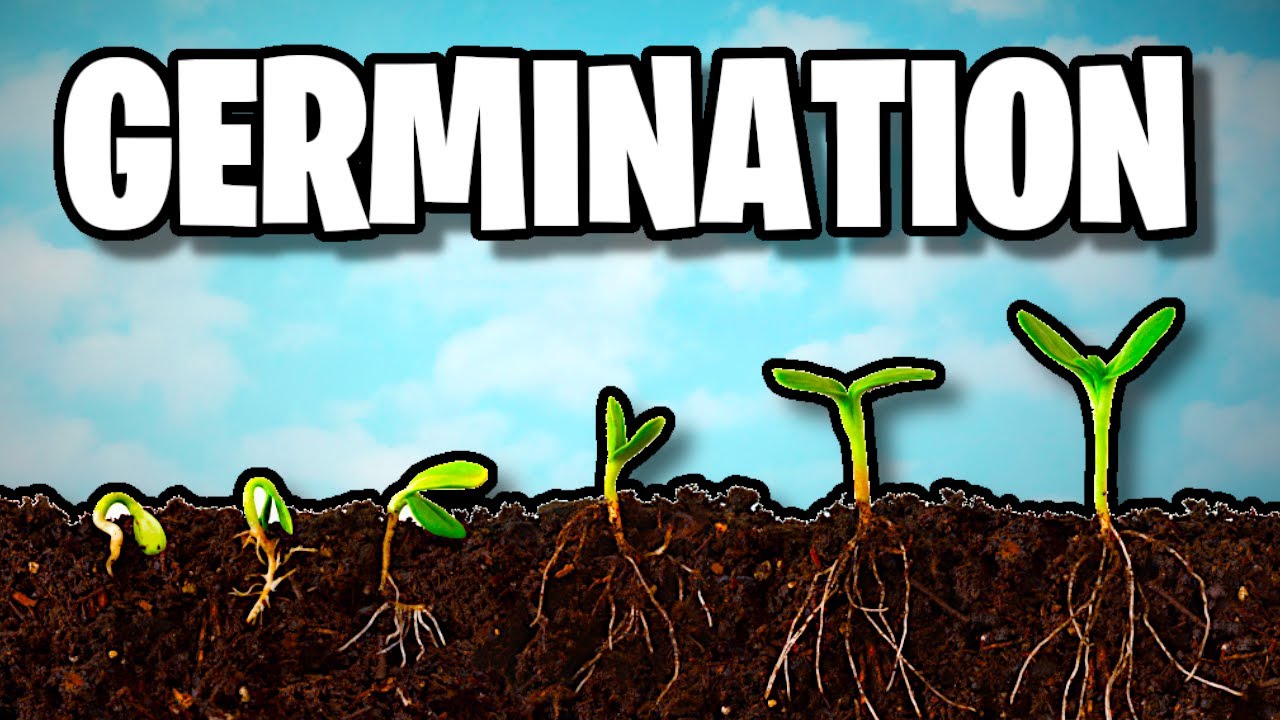 how to germinate cannabis seeds