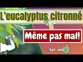 Nayez plus mal comment soulager la douleur et les inflammations grce  lecitronn