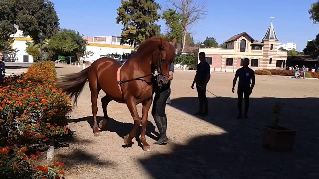 Real Escuela Andaluza del Arte Ecuestre Jerez de la Frontera