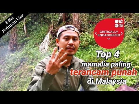 4 mamalia paling terancam punah di Malaysia.