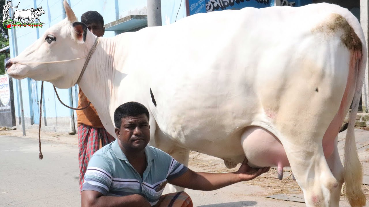 গাভী পছন্দ না হলে বায়নার টাকা ফেরত!বিগ বিগ সাইজের বাচ্চাসহ দুধের গাভীর ধামাকা কালেকশন।Krishi tV