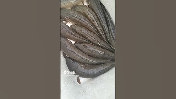 cá lóc đồng trong vuông tôm-hàng khủng