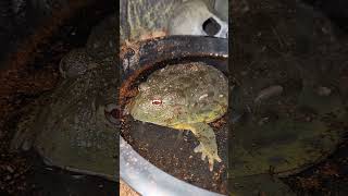 Pixie Frog Nations Biggest Bullfrog Soaking In Distilled Water