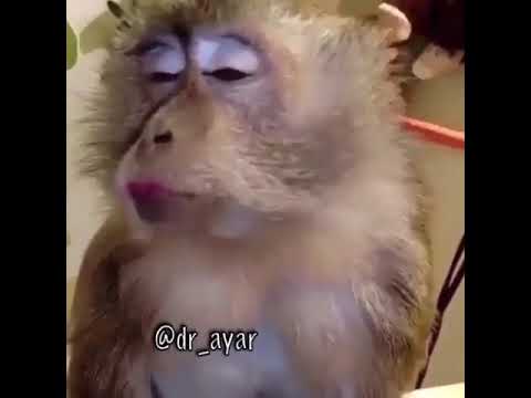 ادلع يا كايدهم