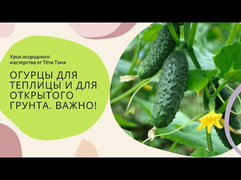 Огурцы для посева. Са́мо или не са́мо...