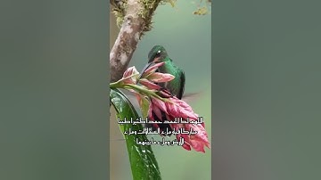 تلاوة لا توصف خاشعة جميلة/طبيعة وطيور جميلة(لا إله إلا الله محمد رسول الله)🤍