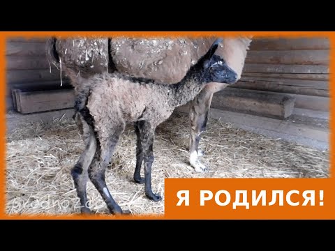 У наших лам