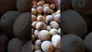 How to know which acorns to plant