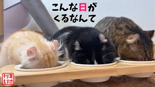 なんでもないような事が幸せなんだと気付いた猫との日々