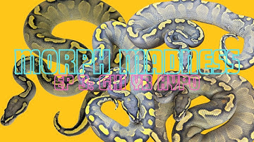 MORPH MADNESS: GHI YB HYPO BALL PYTHON! HOLDBACK EDITION: GUAPO