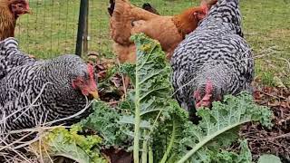 Chicken Compost system,  a year in 5 minutes