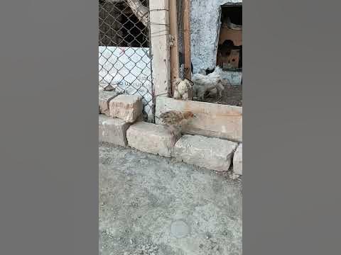 бирама - YouTube