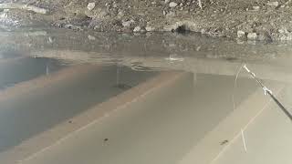 Enak ya mancing papuyu di spot seperti ini screenshot 5