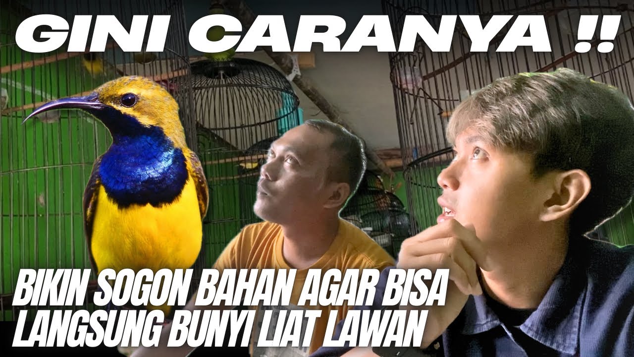 SEDIH BANGET !! SOGON BUNYI STANDAR GAK LAKU YA SEKARANG?