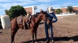 Br Carlosalejandrodavid Riendas Largas