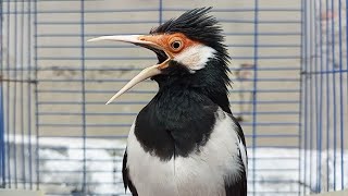 Pancingan Jalak Suren Gacor Mompa Full Variasi - Masteran Suara Burung Jalak Gacor Full Isian Mewah