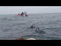 Les dauphins du portugal5
