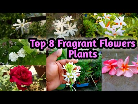 Top 8 Fragrant Aromatic Flowers / Best Fragrant / Scented Flower Plants !! #RooftopGarden