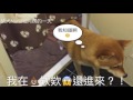 【柴犬Nana(奈奈)】阿楞上個廁所 Nana 一直盯著看後來又要求要陪她玩?!