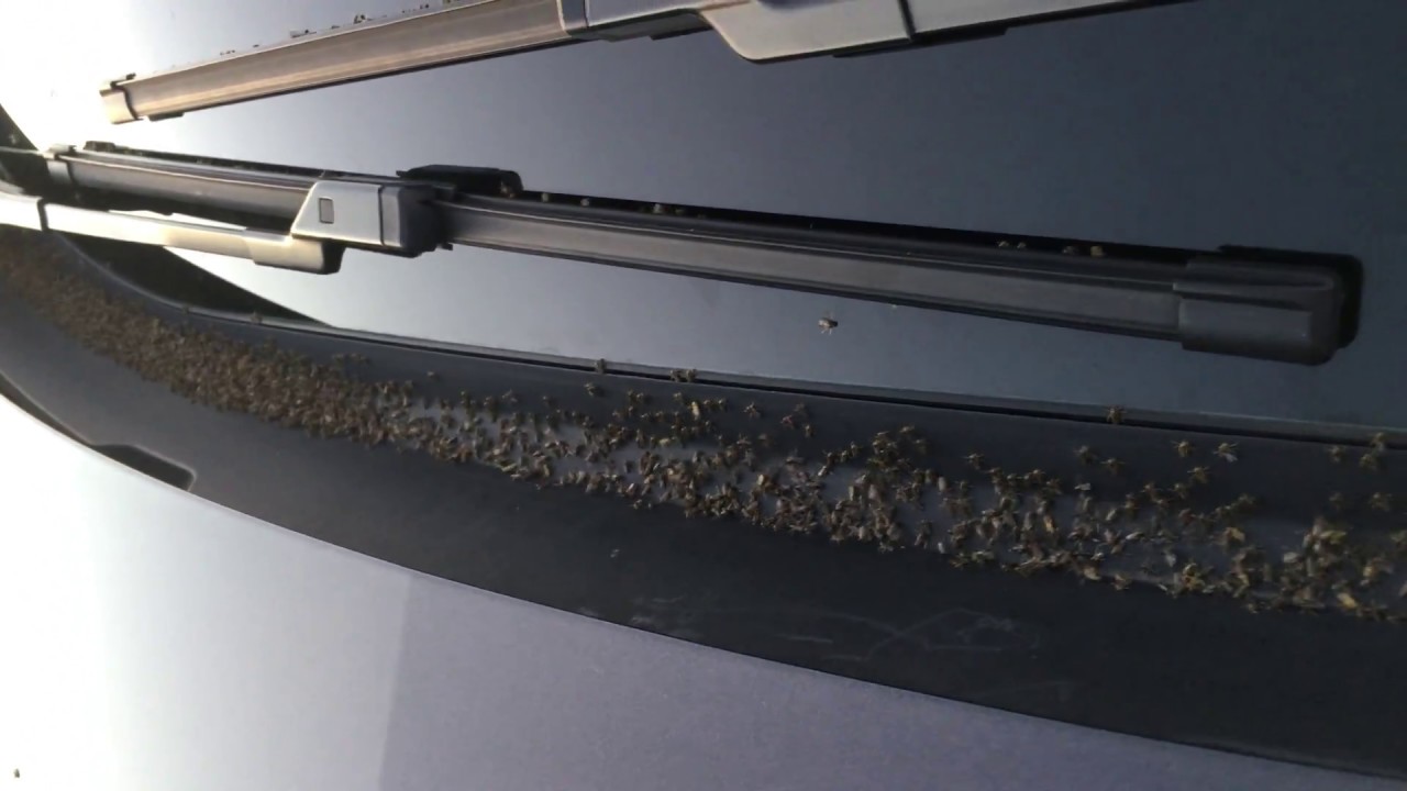 Bugs Attracted to Car YouTube