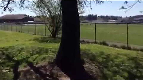 Our yard