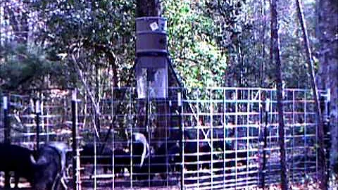 2013 East Texas wild hog game cam