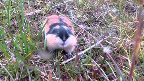 Angry lemming attacking camera