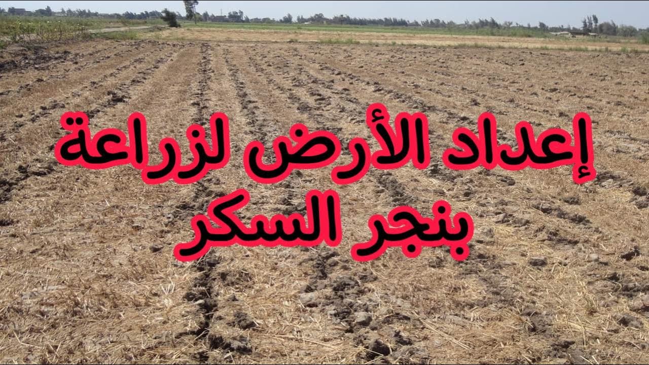 بنجر السكر.. إعداد الأرض للزراعة  للحصول على 40 طن للفدان على الأقل