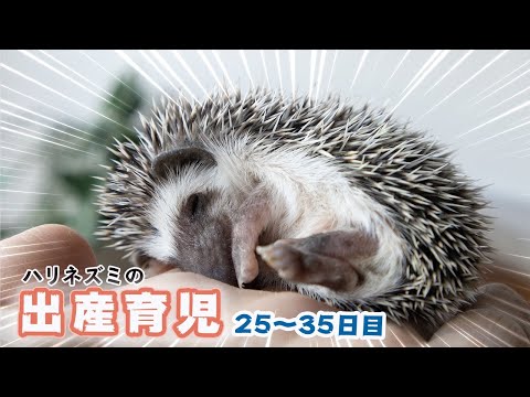 【出産育児】ハリネズミの赤ちゃん 25日目から11日間の成長