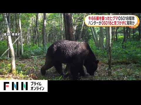 マッスルクマ※交渉前にプロフ一読 マッスルクマ※交渉前にプロフ一読 マッスルクマ※交渉前にプロフ一読