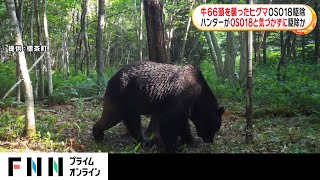 牛66頭を襲ったヒグマOSO18駆除　ハンターがOSO18と気づかずに駆除か