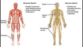 List of systems of the human body - Wikipedia Wealth