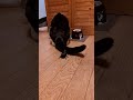 背後からの擬音に素早く反応行く手を止める猫#shorts