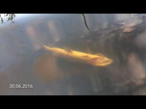 Дохлая рыба в воде возле Светлогорской ТЭЦ