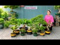 Thúy An 2/6 giao lưu Bonsai Thập Cẩm - Mai Chiếu Thủy, Linh Sam, Vú Sữa, Trang Xưa....