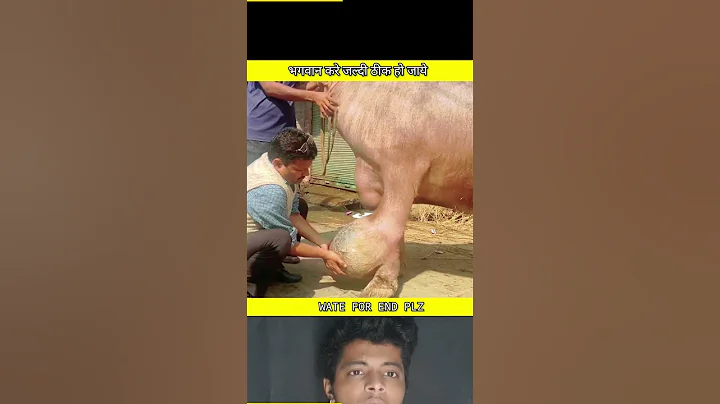 भगवान करे जल्दी ठीक हो जाये😢🙏 ||#viral #short #rescue #animals #ytshorts #FTFACT #cow #dogvideo - DayDayNews