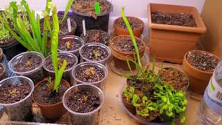 Breaking Dormancy