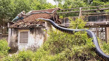 The python guarded the abandoned house while we were cleaning | Clean up the danger zone | clean up