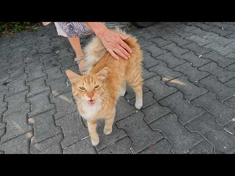 Cute stray cat, with her tail tucked behind her back, was very friendly