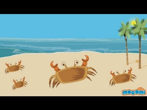 Video: Why Do Crabs Walk Sideways